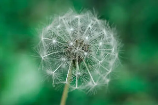 The macro photo of a dandelion puff on a green background.