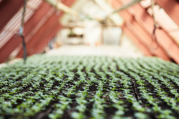 Selective focus on long rows of green seedlings in small pots growing in large modern hothouse or inside vertical farm