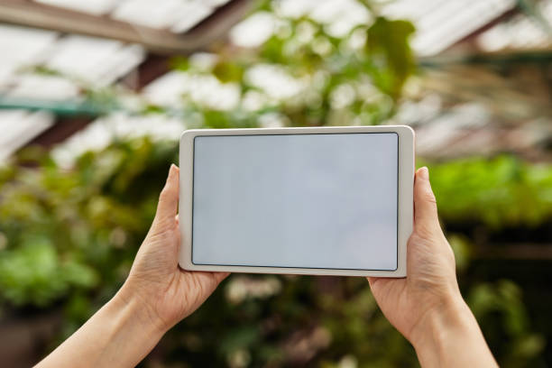 istock Hands of young greenhouse worker holding tablet with blank screen 1371820435