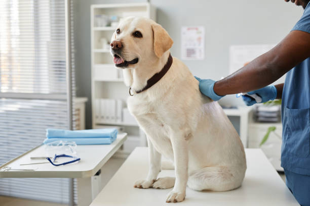 istock Sick labrador dog sitting on mrdical table during examination 1371820897