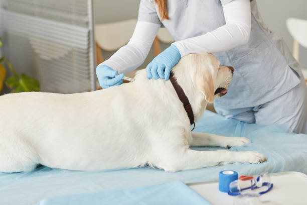 istock Sick labrador ling on medical table in veterinary clinics during injection 1371820912