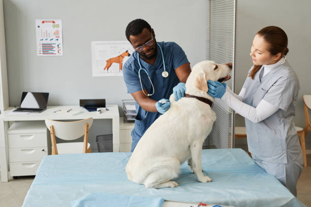 Young nurse looking at labrador Young nurse in medical scrubs and gloves looking at labrador and touching him while veterinarian making injection veterinary surgery stock pictures, royalty-free photos & images