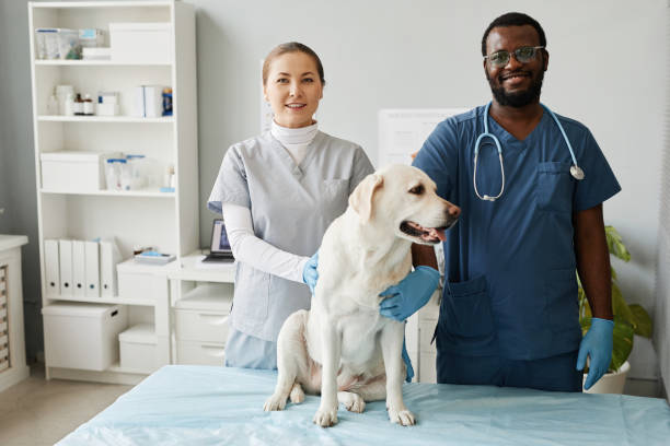 istock Two young cheerful intercultural veterinarians and labrador pet 1371820920