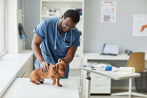 Contemporary young veterinarian of African ethnicity bending over desk while examining sick brown dachshund in animal hospital