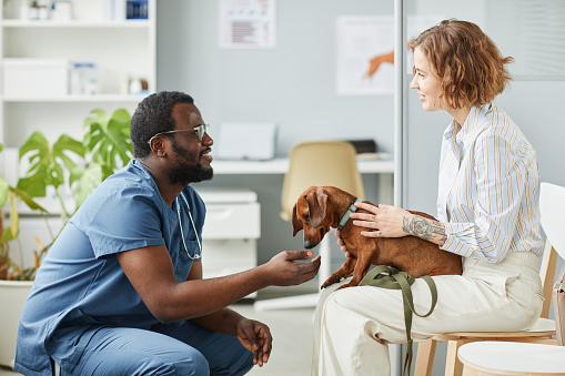 Happy young pet owner consulting with African-American male veterinarian in blue medical scrubs sitting on squats in front of her