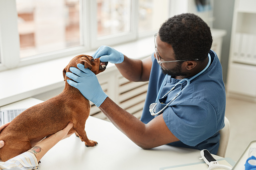 Young African-American doctor in blue medical scrubs examining teeth of sick dog standing on table while pet owner holding it