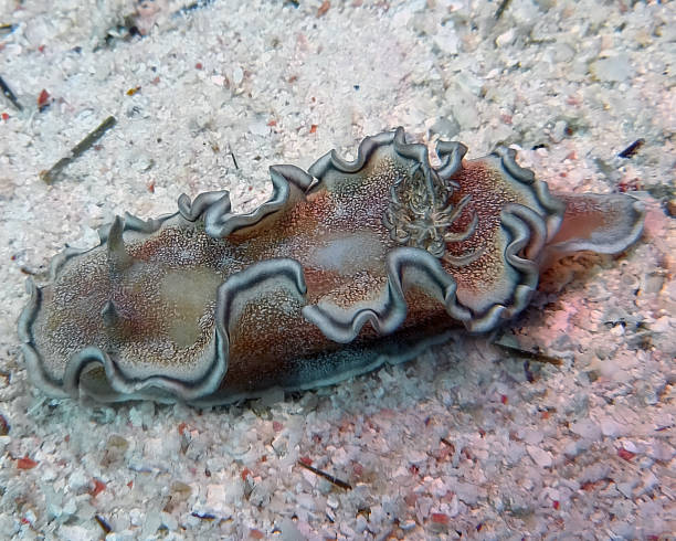 istock A Margin Glossodoris (Glossodoris cincta) in the Red Sea, Egypt 1371821007