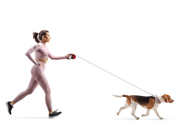 Full profile shot of a female in crop top and leggings running with a beagle dog on a leash Full profile shot of a female in crop top and leggings running with a beagle dog on a leash isolated on white background carpet runner stock pictures, royalty-free photos & images