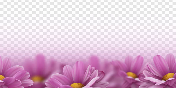 illustrazioni stock, clip art, cartoni animati e icone di tendenza di fiori di crisantemo rosa realistici su sfondo trasparente - german chamomile chamomile plant smelling flower
