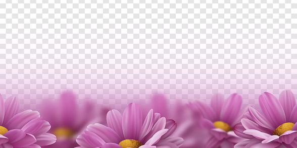 Realistic pink 3d chrysanthemum flowers on transparent background. Vector illustration