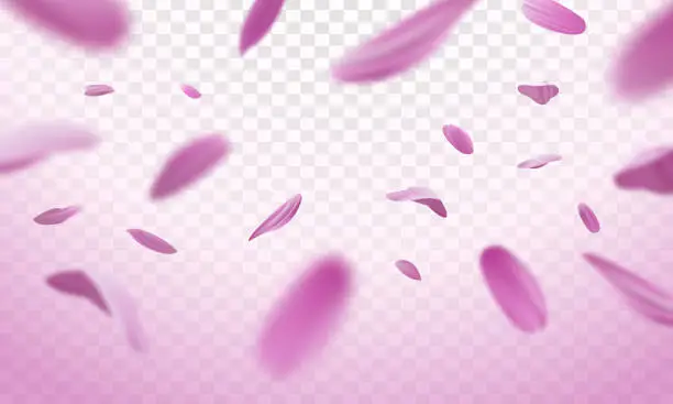 Vector illustration of Falling pink petals on a transparent background