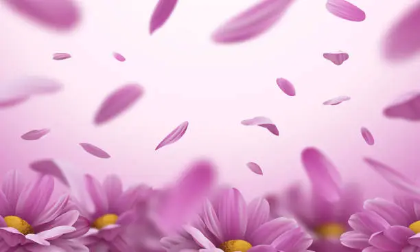 Vector illustration of Realistic pink chrysanthemum flowers with falling petals