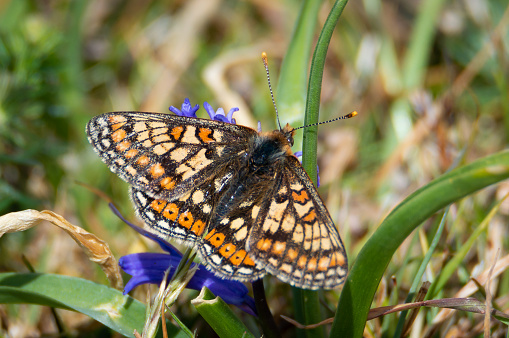 The beautifully patterned butterfly on a Bluebell