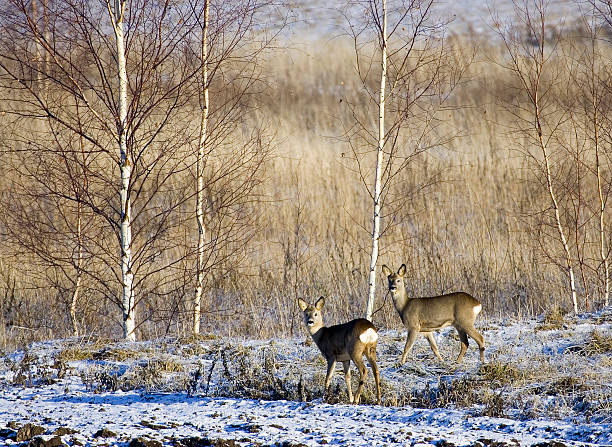 Deers Roe love roe deer stock pictures, royalty-free photos & images