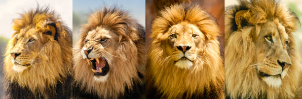 istock Lion Moods Portrait 1371825119