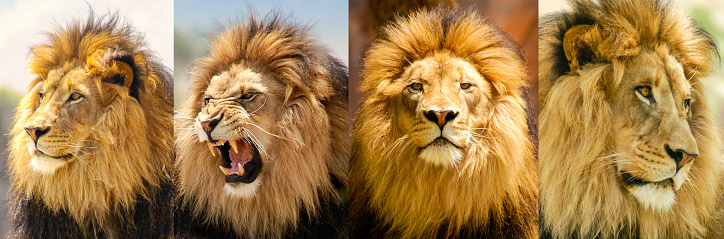 This handsome male lion named Izu in his prime shows his different moods from aggressive to reflective and even majestic.