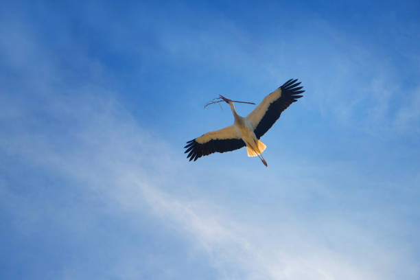 istock Great white heron with black wings in flight with nest building material in its beak 1371825414