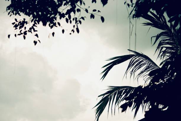 Horizontal landscape photo of tropical leaves, bushes, plants, aerial roots, branches and coconut palm fronds in silhouette, framing three sides of an image of a bright grey cloudy overcast sky. Ubud, Bali