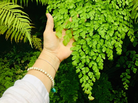 Horizontal closeup photo of a woman’s lower arm and hand. Her hand holds a vibrant green frond of uncultivated Maidenhair fern growing on a fern-covered embankment on the edge of a street in the tropical town of Ubud, Bali