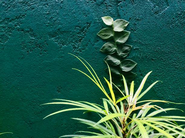 Tropical Plants Against a Dark Green Wall stock photo
