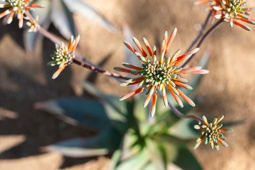Coral Aloe (Aloe Striata) cheerfully blooms in the winter. It has wide flat leaves that are green-blue with a light pink edge. The leaves flop open to soak in the desert sun in Rancho Mirage, CA. The Sunnylands ornamental garden is full of heat loving plants like the Coral Aloe.