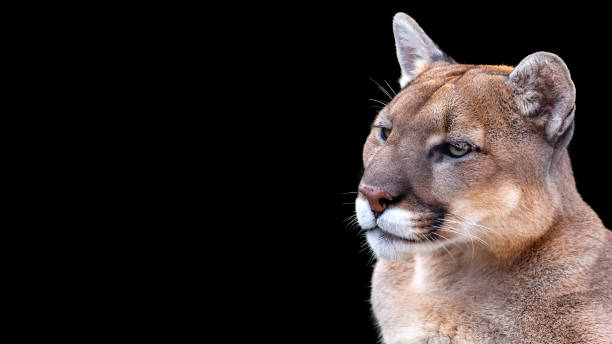 istock Puma also called cougar mountain lion big cat portrait 1371829612