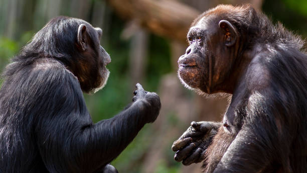 Chimpanzees having a discussion Two chimpanzees meeting with each other apparently having a discussion using hand gestures primate stock pictures, royalty-free photos & images