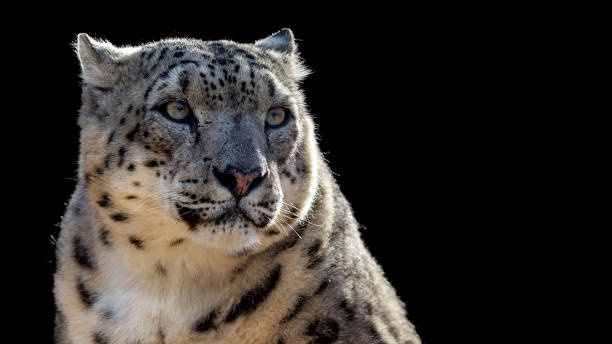 istock Snow leopard big cat portrait 1371829635