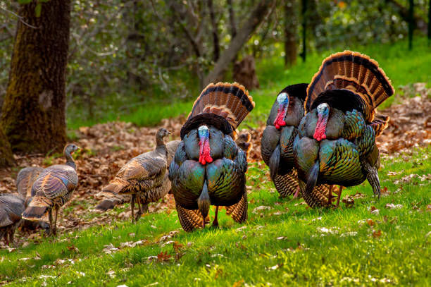 istock American Wild Turkey 1371829944