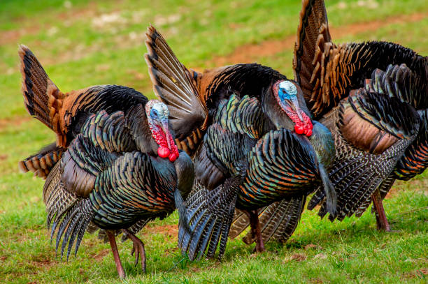 istock American Wild Turkey 1371830371