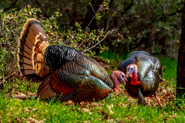 istock American Wild Turkey 1371830401