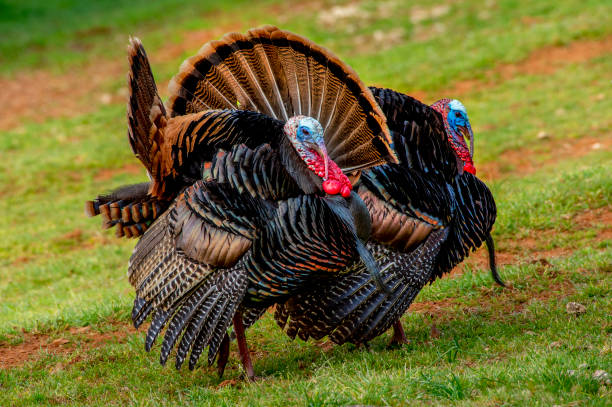 istock American Wild Turkey 1371830411