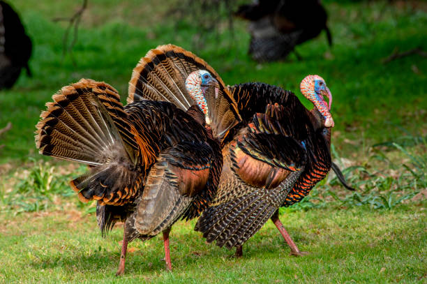 istock American Wild Turkey 1371830433
