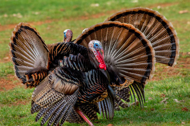 istock American Wild Turkey 1371830505