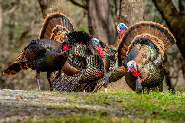 istock American Wild Turkey 1371830522