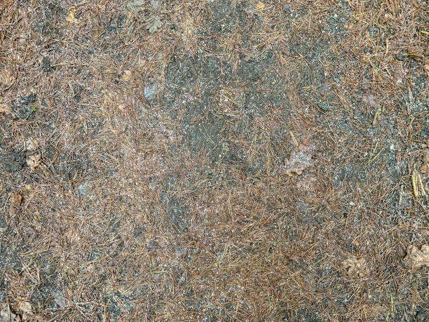 Dried pine needles and pine cone close up.