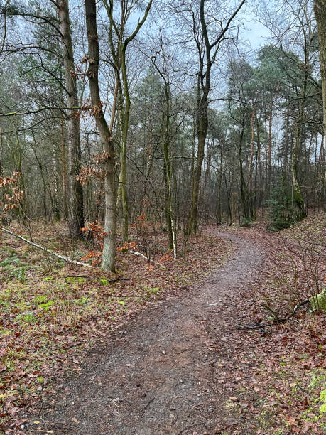 istock Path through a forest in winter in the city called 