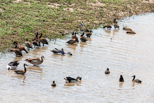 A mixed flock of  White-faced Whistling duck, Dendrocygna viduata, with three African Comb Ducks, aka Knob-billed Ducks, Sarkidiornis melanotos, an Egyptian Goose, Alopochen aegyptiaca and a Blacksmith Lapwing, fka Blacksmith Plover, Vanellus armatus, at the edge of a pond in Kruger National Park, South Africa.