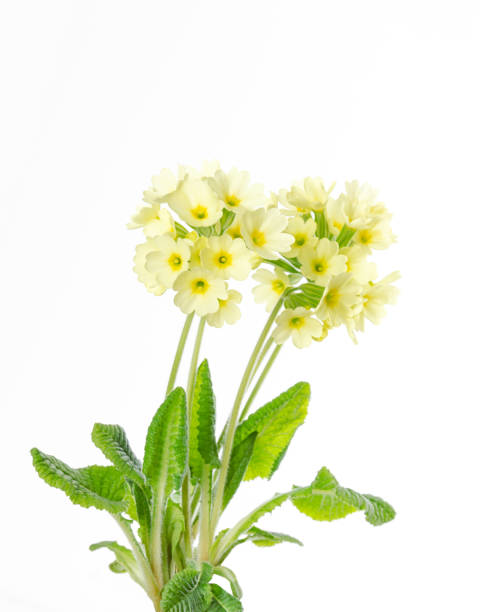istock Common primrose, Primula vulgaris, front view, on white background 1371837231
