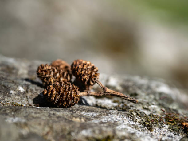 Small Tree Cone on Rock, Close Up Close up of a cluster of small tree cones on a rock. mauer park stock pictures, royalty-free photos & images