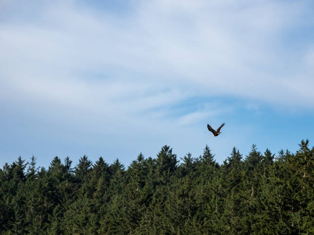 Eagle Soars Over Treetops An eagle soaring over the treetops in the Pacific Northwest. mauer park stock pictures, royalty-free photos & images
