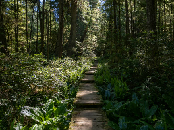 Boardwalk Trail Through Olympic Forest A boardwalk section of trail through lush forest in Olympic National Park, part of the Ozette region. mauer park stock pictures, royalty-free photos & images