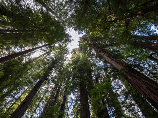 istock Coast Redwood Canopy, Looking Up into the Tree Tops 1371840671