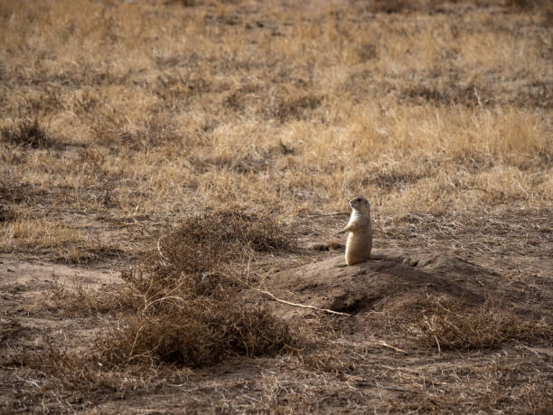 istock Prairie Dog Standing Near Burrow 1371841649