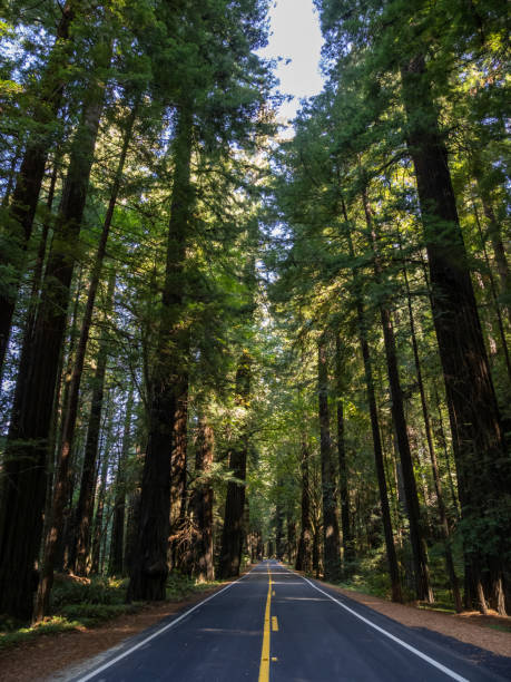 istock Road Through the Redwoods 1371841691