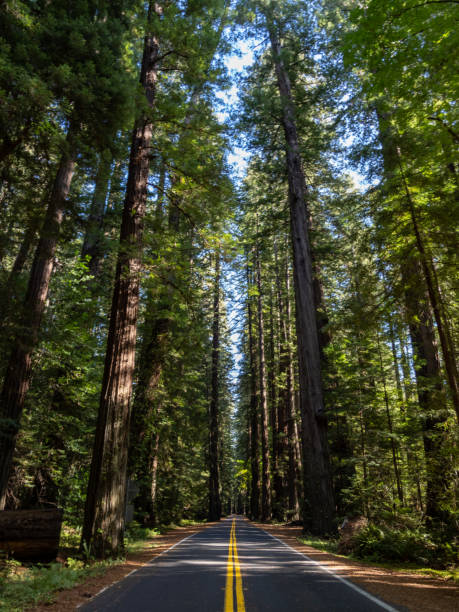 istock Road Through the Redwoods 1371841703
