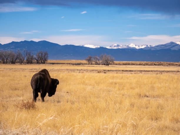 istock Bison in Prairie Near Rocky Mountains 1371841731