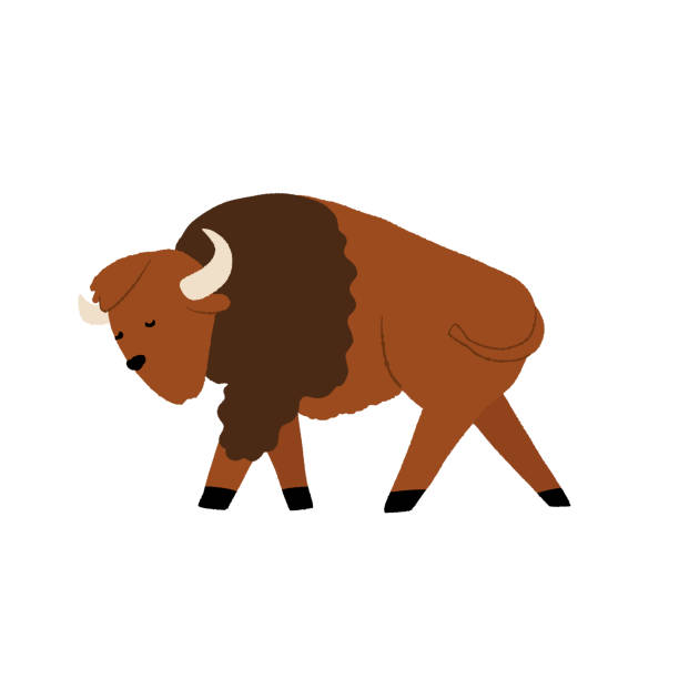 Naughty American Buffalo Illustrations, Royalty-Free Vector Graphics & Clip Art - iStock Naughty American Buffalo Illustrations, Royalty-Free Vector Graphics & Clip Art - iStock