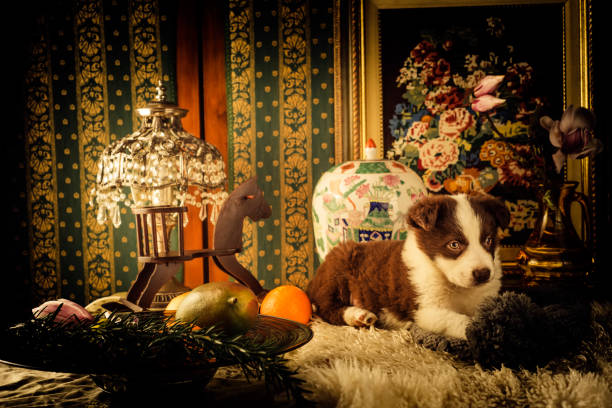 Dog pet  border collie dog in a home with art deco decoration, vintage still life.