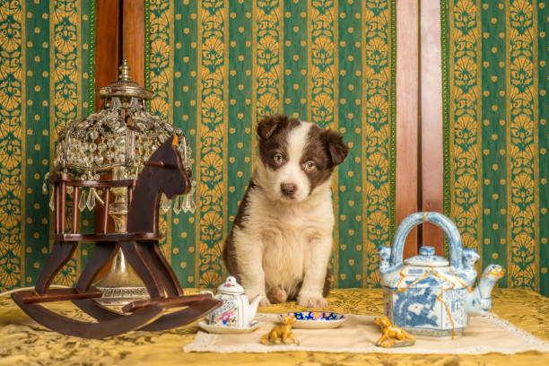 istock Lovely dog pet border collie old fashioned decor. 1371845401